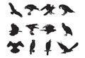 Predator Wild Bird Silhouette Design Element Hawk Eagle Falcon