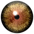 Predator wildlife eyeball, wolf eye, animal eyeball, brown/yellow eye with black pupil and white background Royalty Free Stock Photo