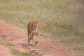 Predators walk freely on the car tracks