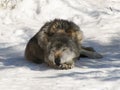 Predatory beast lone wolf sleeping in the snow