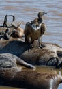 Predatory bird is eating the prey in the savannah. Kenya. Tanzania. Royalty Free Stock Photo