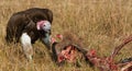 Predatory bird is eating the prey in the savannah. Kenya. Tanzania. Royalty Free Stock Photo