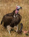 Predatory bird is eating the prey in the savannah. Kenya. Tanzania. Royalty Free Stock Photo