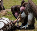 Predatory bird is eating the prey in the savannah. Kenya. Tanzania. Royalty Free Stock Photo