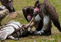 Predatory bird is eating the prey in the savannah. Kenya. Tanzania. Royalty Free Stock Photo