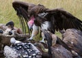 Predatory bird is eating the prey in the savannah. Kenya. Tanzania. Royalty Free Stock Photo