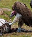 Predatory bird is eating the prey in the savannah. Kenya. Tanzania. Royalty Free Stock Photo