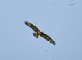 Predatory bird gliding