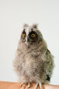 Predatory bird, portrait of an owl, closeup. Royalty Free Stock Photo