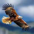 Predatory bird in safari eagle freely flying under blue sky