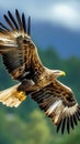Predatory bird in safari eagle freely flying under blue sky