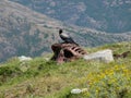 Predatory bird sitting on dead horse - Gennargentu National Park Royalty Free Stock Photo