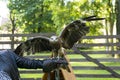 predatory bird spreading wings sitting on the arm of a man, eagle, Falcon Royalty Free Stock Photo