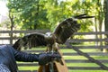 predatory bird spreading wings sitting on the arm of a man, eagle, Falcon