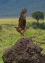 Predatory bird takes off from the ground. Kenya. Tanzania. Royalty Free Stock Photo