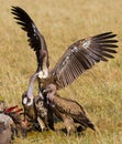 Predatory Birds Eat The Prey In The Savannah. Kenya. Tanzania.