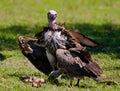 Predatory birds are fighting with each other for the prey. Kenya. Tanzania. Royalty Free Stock Photo