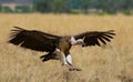 Predatory birds in flight. Kenya. Tanzania.