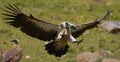 Predatory birds in flight. Kenya. Tanzania.