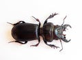 Predatory black beetle isolated on white. Scarites buparius macro close up, carabidae, collection beetles