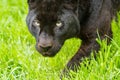 A predatory black panther with green eyes.