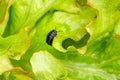 predatory black and ugly gravedigger beetle larva runs through the leaves in search of prey - a slug