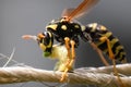 A predatory black and yellow European Paper Wasp (Polistes dominula) attacking a white and green caterpillar prey.