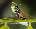 A predatory black and yellow European Paper Wasp (Polistes dominula) with caterpillar larvae prey.