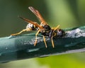 A predatory black and yellow European Paper Wasp (Polistes dominula) with a ladybug larvae prey.