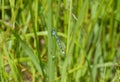 A spear-bearing dragonfly on a green blade of grass on a sunny summer day. A predatory blue insect rests on a stalk near Royalty Free Stock Photo