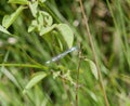 A spear-bearing dragonfly on a green blade of grass on a sunny summer day. A predatory blue insect rests on a stalk near Royalty Free Stock Photo