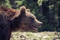 Predatory brown grizzly bear in the wild world Royalty Free Stock Photo