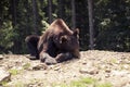 Predatory brown grizzly bear in the wild world Royalty Free Stock Photo