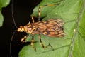 Predatory bug disguised as a wasp.