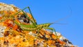 Predatory bush cricket, or the spiked magician (Saga pedo, Orthoptera), largest endangered grasshopper in Europe Royalty Free Stock Photo