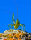 Predatory bush cricket, or the spiked magician (Saga pedo, Orthoptera), largest endangered grasshopper in Europe Royalty Free Stock Photo