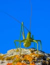 Predatory bush cricket, or the spiked magician (Saga pedo, Orthoptera), largest endangered grasshopper in Europe Royalty Free Stock Photo