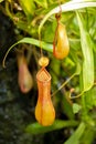 Predatory carnivorous plant Monkey cups Nepenthes, a beautiful red green pitcher jug of nepenthes against foliage. Exotic tropical Royalty Free Stock Photo