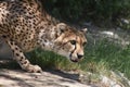Predatory Cheetah With the Look of Hunger
