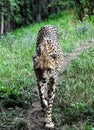 Predatory Cheetah, Zoo Prague, Czech Republic Royalty Free Stock Photo