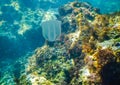 predatory comb jellyfish invader to the Black Sea, jellyfish Beroe ovate