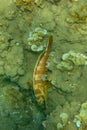 Predatory coral fish Blacktip grouper searches around and hunts in its territory. Commonly found in warm tropical waters. Red body Royalty Free Stock Photo