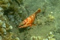 Predatory coral fish Blacktip grouper searches around and hunts in its territory. Commonly found in warm tropical waters. Red body Royalty Free Stock Photo