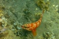 Predatory coral fish Blacktip grouper searches around and hunts in its territory. Commonly found in warm tropical waters. Red body Royalty Free Stock Photo