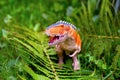 A predatory dinosaur with huge teeth among the ferns. A figurine