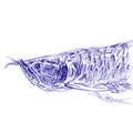 Predatory fish Arowana closeup . Hand made sketch with ballpoint pen on paper texture. Isolated on white Royalty Free Stock Photo