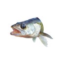 Predatory fish perch with his mouth open Royalty Free Stock Photo