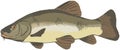 Predatory fish from trophyodes medium size freshwater tinca