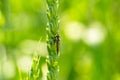 predatory fly ktyr sits on an ear of wheat