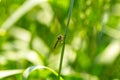 predatory fly ktyr sits on an ear of wheat